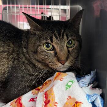 Peepaw -  Domestic Short Hair Cat for Adoption in Chicago, Illinois - Peepaw | PetCurious