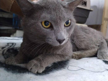 Rescue Domestic Short Hair Cats for Adoption in St. Cloud, Minnesota - Eddie | PetCurious