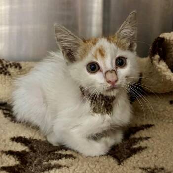 Fan Belt -  Domestic Long Hair Cat for Adoption in Boerne, Texas - Fan Belt | PetCurious