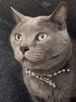 SHELDON -  Russian Blue Cat for Adoption in Colorado Springs, Colorado - SHELDON | PetCurious