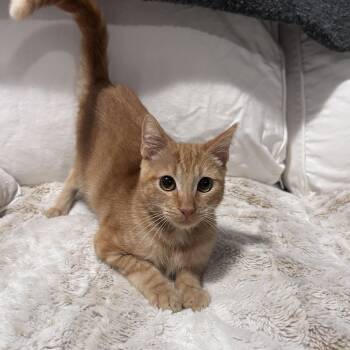 Tom -  Domestic Short Hair Cat for Adoption in Burnaby, British Columbia - Tom | PetCurious