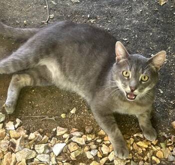 Domestic Short Hair Cats Available for Adoption in Woodland, California - Stanley! | PetCurious