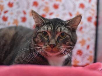 Rescue Domestic Short Hair Cats for Adoption in Portland, Oregon - Pumba | PetCurious