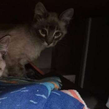 Siamese Cats Available for Adoption in Mount Vernon, Arkansas - Geralt | PetCurious