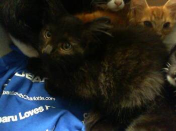 VADER -  Domestic Short Hair Cat for Adoption in Charlotte, North Carolina - VADER | PetCurious