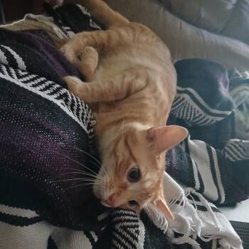 Hardwood floor -  Domestic Short Hair Cat for Adoption in Rochester, Minnesota - Hardwood Floor | PetCurious