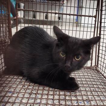 Felicia -  Domestic Short Hair Cat for Adoption in Salt Lake City, Utah - Felicia | PetCurious