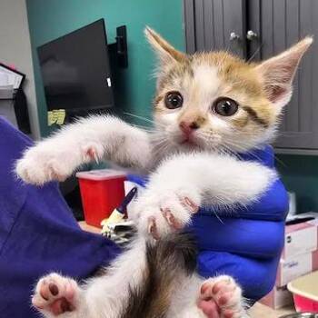 Lanna -  Domestic Short Hair Cat for Adoption in Starkville, Mississippi - Lanna | PetCurious