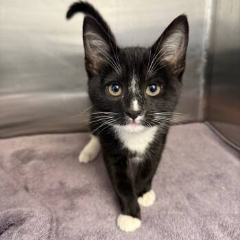 Rescue Domestic Short Hair Cats for Adoption in Hawthorne, California - Dek | PetCurious