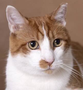 Tommy -  Tabby and Domestic Short Hair Cat for Adoption in Chicago, Illinois - Tommy | PetCurious