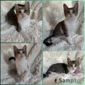 Sampson -  Extra Toes Cat Hemingway Polydactyl Cat for Adoption in Windy Hills, Kentucky - Sampson | PetCurious