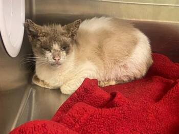 ISAAC -  Himalayan and Domestic Short Hair Cat for Adoption in Tustin, California - ISAAC | PetCurious