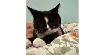 Rescue Domestic Short Hair Cats for Adoption in New Cumberland, West Virginia - Poppy | PetCurious