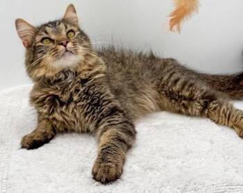 Jack -  Domestic Medium Hair and Domestic Short Hair Cat for Adoption in Bowling Green, Kentucky - Jack | PetCurious