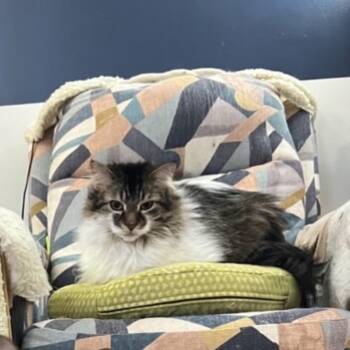 Rescue Domestic Long Hair and Tabby Cats for Adoption in Rochester Hills, Michigan - Bingley (Bonded With Darcy) | PetCurious