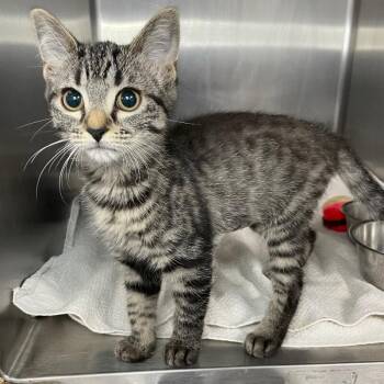 Tool -  Domestic Short Hair Cat for Adoption in Roanoke, Virginia - Tool | PetCurious