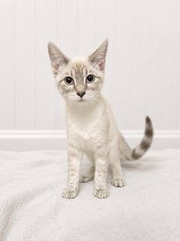 Marshmallow Fluff -  Domestic Short Hair Cat for Adoption in Chuckey, Tennessee - Marshmallow Fluff | PetCurious