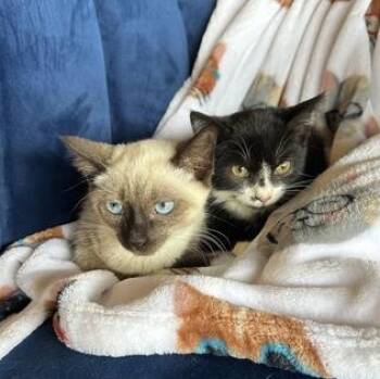 Rescue Siamese and Extra Toes Cat Hemingway Polydactyl Cats for Adoption in Liverpool, Texas - Fruity Pebbles & Reese