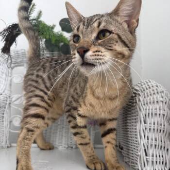 Waffles Honeywell 56272 -  Domestic Short Hair Cat for Adoption in Eaton Rapids, Michigan - Waffles Honeywell 56272 | PetCurious