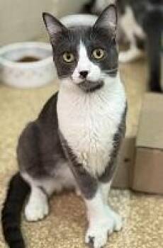 Rescue Domestic Short Hair Cats for Adoption in Laguna Beach, California - Rodger | PetCurious