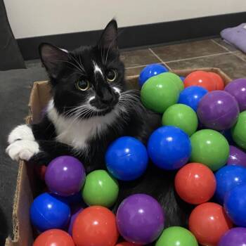 Rescue Domestic Long Hair Cats for Adoption in North Battleford, Saskatchewan - Socks | PetCurious