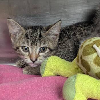 Lacey -  Domestic Short Hair Cat for Adoption in Evansville, Indiana - Lacey | PetCurious