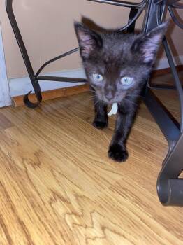 Domestic Short Hair Cats Available for Adoption in Virginia Beach, Virginia - Kasper 