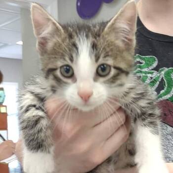 Domestic Short Hair Cats Available for Adoption in Hannibal, Missouri - Zephyr | PetCurious