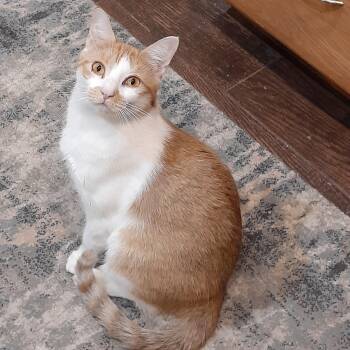 Rescue Domestic Short Hair and Tabby Cats for Adoption in Dallas, Texas - Tarzan | PetCurious