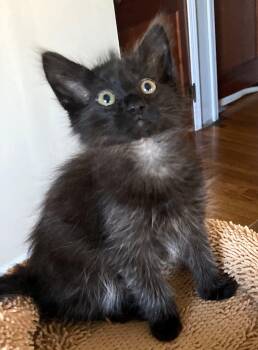 Rescue Maine Coon and Domestic Long Hair Cats for Adoption in Paris, Kentucky - Bagheera | PetCurious