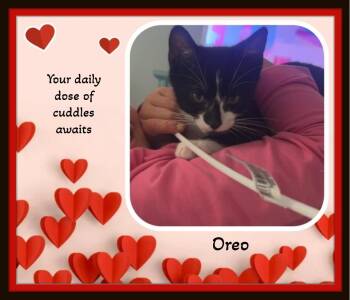 Domestic Short Hair Cats Available for Adoption - Oreo - When Life Changed, They Held Onto Each Other — Now They N | PetCurious