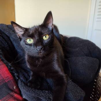 Rescue Domestic Short Hair Cats for Adoption in Merrifield, Virginia - Sapphire Berkeley | PetCurious
