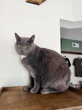 Chump -  Domestic Short Hair Cat for Adoption in Bellmawr, New Jersey - Chump | PetCurious