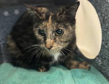 Domestic Short Hair Cats Available for Adoption - Luna Moth | PetCurious