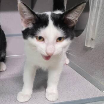 Baby Ruth -  Domestic Medium Hair Cat for Adoption in Baytown, Texas - Baby Ruth | PetCurious