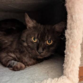 Domestic Medium Hair Cats Available for Adoption in Spokane, Washington - Diesel | PetCurious