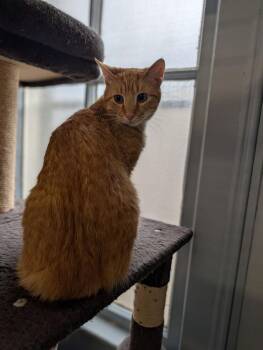 Cheddar -  Domestic Short Hair Cat for Adoption in Mcpherson, Kansas - Cheddar | PetCurious