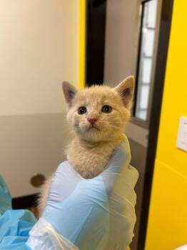 Barney -  Domestic Short Hair Cat for Adoption in Raleigh, North Carolina - Barney | PetCurious