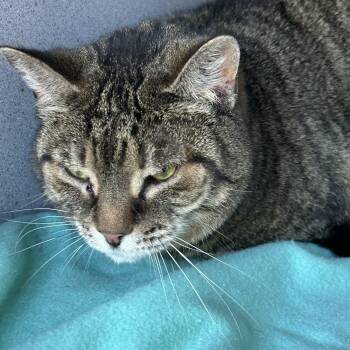 Tabby Cats Available for Adoption in Lambertville, New Jersey - Rachel | PetCurious