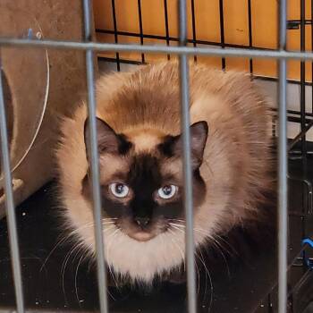 Kris -  Domestic Short Hair Cat for Adoption in Salt Lake City, Utah - Kris | PetCurious