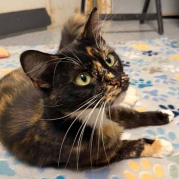 Cheesecake -  Domestic Medium Hair Cat for Adoption in Martinsville, Indiana - Cheesecake | PetCurious
