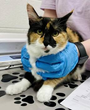 Domestic Medium Hair Cats Available for Adoption in Derwood, Maryland - ANNE CATAWAY | PetCurious