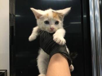 A1918817 -  Domestic Short Hair Cat Available for Adoption in Thousand Palms, California - A1918817 | PetCurious