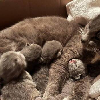 Domestic Short Hair Cats Available for Adoption in Madison, Wisconsin - Maverick | PetCurious