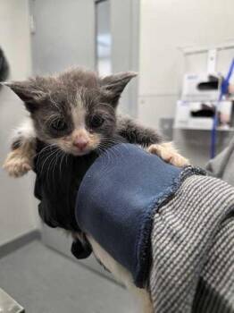 Rupaw -  Domestic Short Hair Cat for Adoption in Sevierville, Tennessee - Rupaw | PetCurious