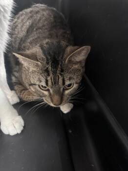 David(pent4) -  Domestic Short Hair Cat for Adoption in Marietta, Georgia - David(pent4) | PetCurious