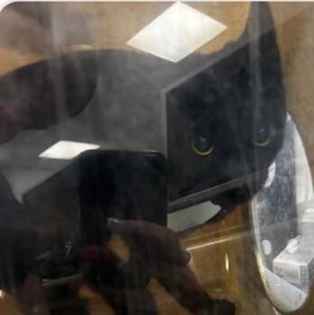 Prince -  Domestic Short Hair Cat for Adoption in Morristown, New Jersey - Prince | PetCurious