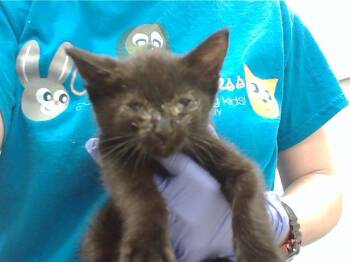 JAMES -  Domestic Short Hair Cat for Adoption in Omaha, Nebraska - JAMES | PetCurious