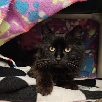 Domestic Long Hair and Domestic Short Hair Cats Available for Adoption in Schenectady, New York - Cinderella | PetCurious