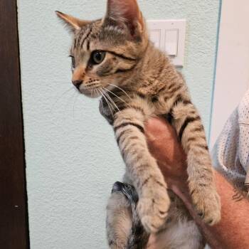 Dodger -  Domestic Short Hair Cat for Adoption in Elverta, California - Dodger | PetCurious